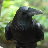 Holló