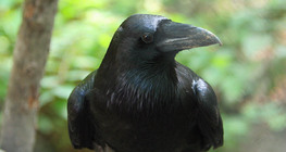 Holló