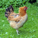 Tyúk