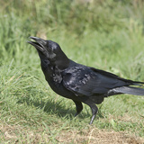 Varjú