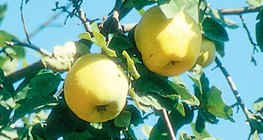Birsalma