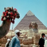 Tevék várják a turistákat a gízai piramisoknál