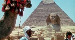 Tevék várják a turistákat a gízai piramisoknál