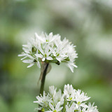 Medvehagyma