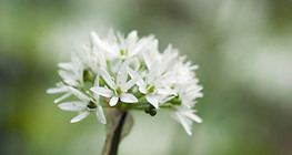 Medvehagyma