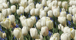 Tulipán