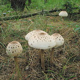 Nagy őzlábgomba