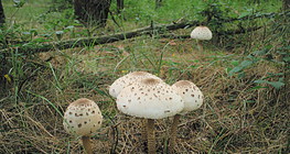 Nagy őzlábgomba