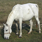 Ló