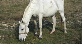 Ló