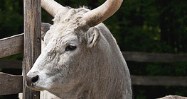 Szürkemarha