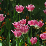 Tulipán