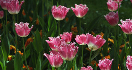 Tulipán