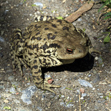 Barna varangy