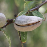 Mandula