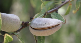 Mandula