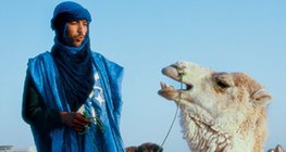 Tuareg tevével