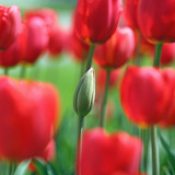 Tulipán