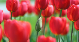 Tulipán