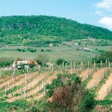 A lejtővel párhuzamos művelés fokozza az eróziót