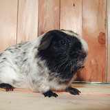 Tengerimalac