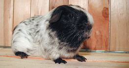 Tengerimalac