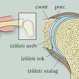 Ízület
