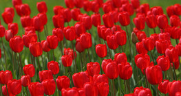 Tulipán