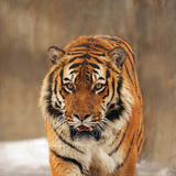 Tigris