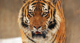 Tigris