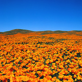 Virágzó kaliforniai kakukkmák (Eschscholzia californica) egy védett területen