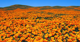 Virágzó kaliforniai kakukkmák (Eschscholzia californica) egy védett területen