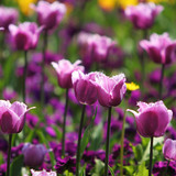 Tulipán
