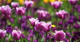 Tulipán