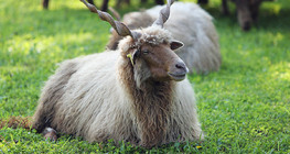 Rackajuh