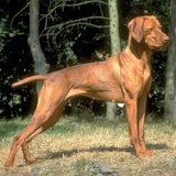 Magyar vizsla