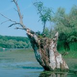 A tavak pusztulásának lépesei: fertő