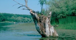 A tavak pusztulásának lépesei: fertő