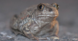 Ásóbéka