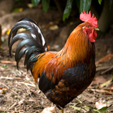 Kakas