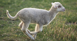 Bárány