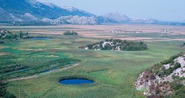 Polje