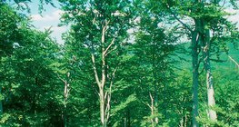 Bükkfaerdő
