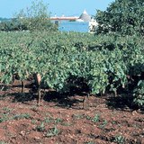A mészkővidékek talaja, a terra rossa