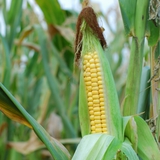 Mozanapló belépés