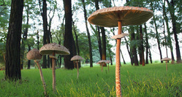Őzlábgomba