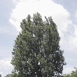 Nyárfa