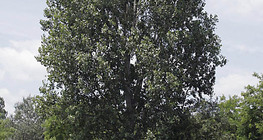 Nyárfa