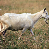 Kecske