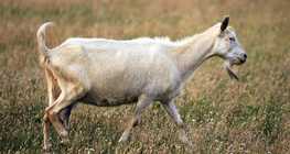 Kecske